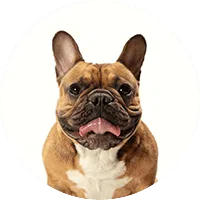dog img
